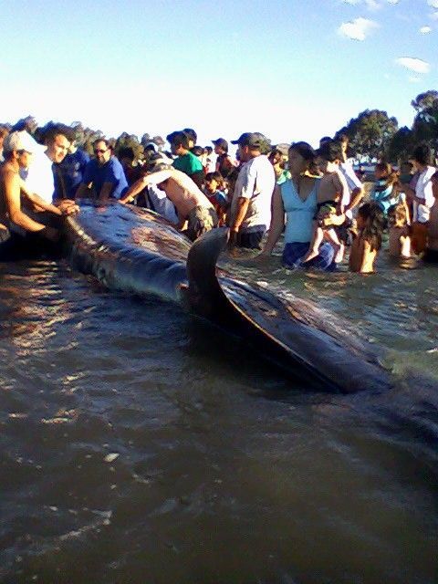 Fotolog de juanjose66: CRIA,DE,BALLENA,AGONIZANTE,SAN ANTONIO OESTE